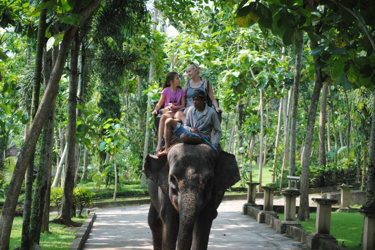 Elephant Safari Ride Tour Thumbnail